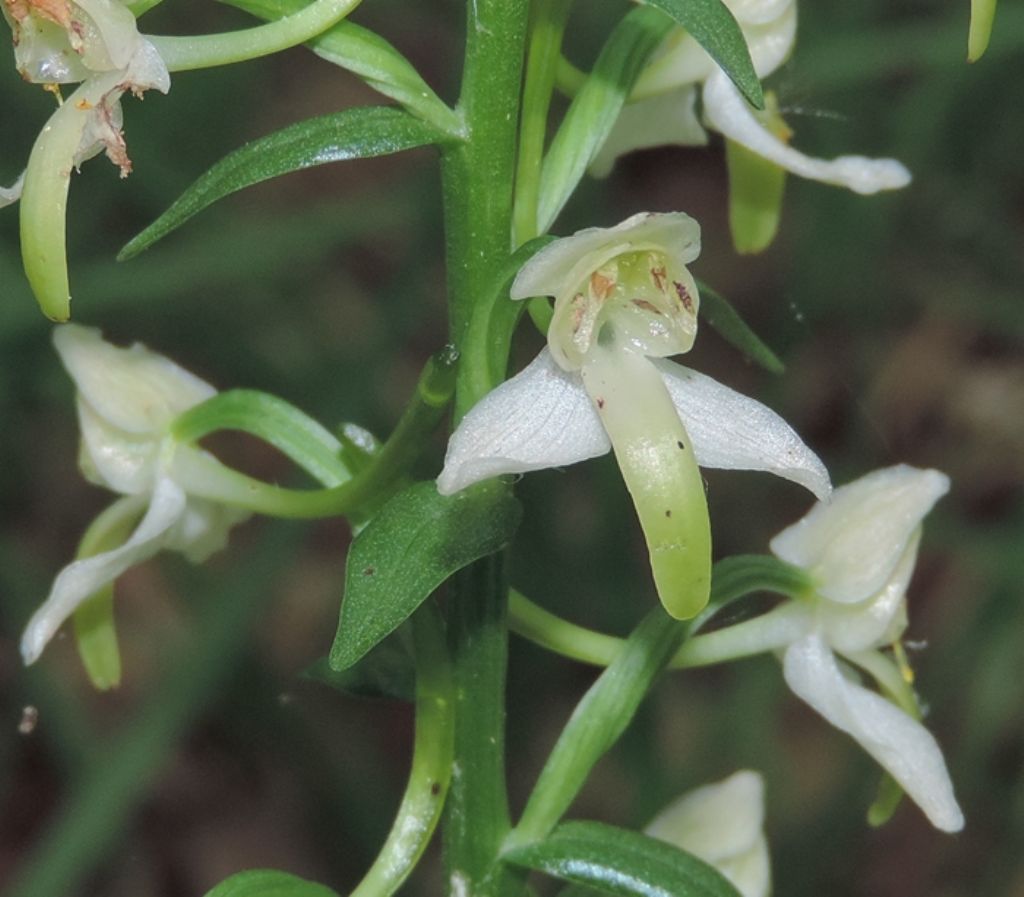 Marche - Platanthera chlorantha